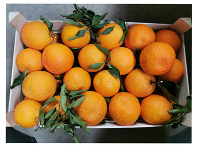 17.1. VORBESTELLUNG Bio Orangen Washington Navel, Sizilien, 1 Kiste (15-16kg) - CHIMERA